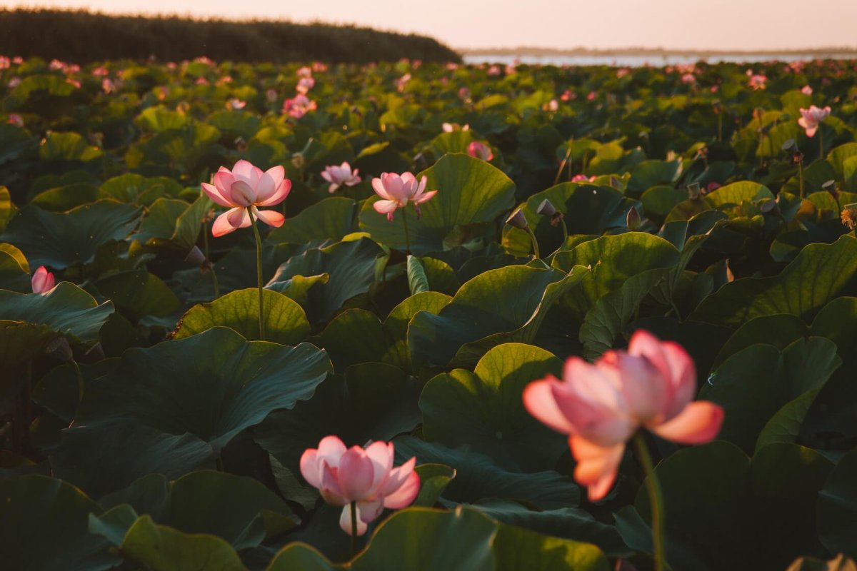 Долина лотосов в дельте Волги