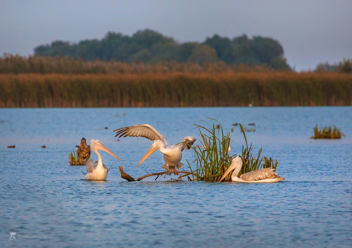 Дельта Волги Астраханский заповедник