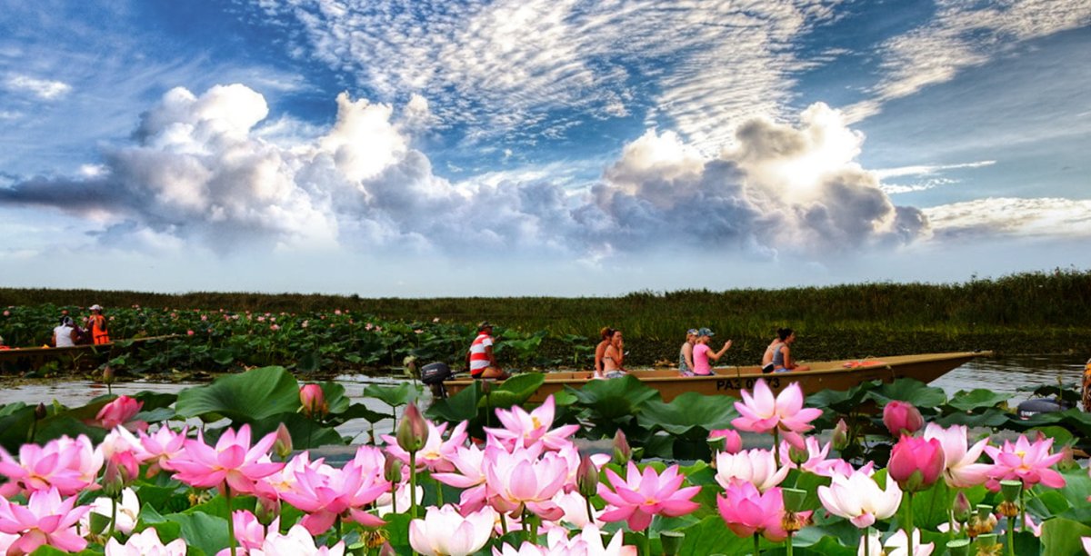 Лотосовые поля Астрахань