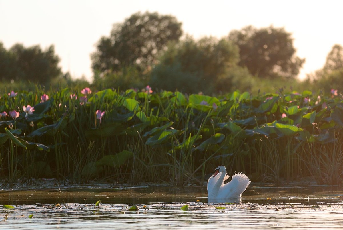 Лотосовые поля Астрахань
