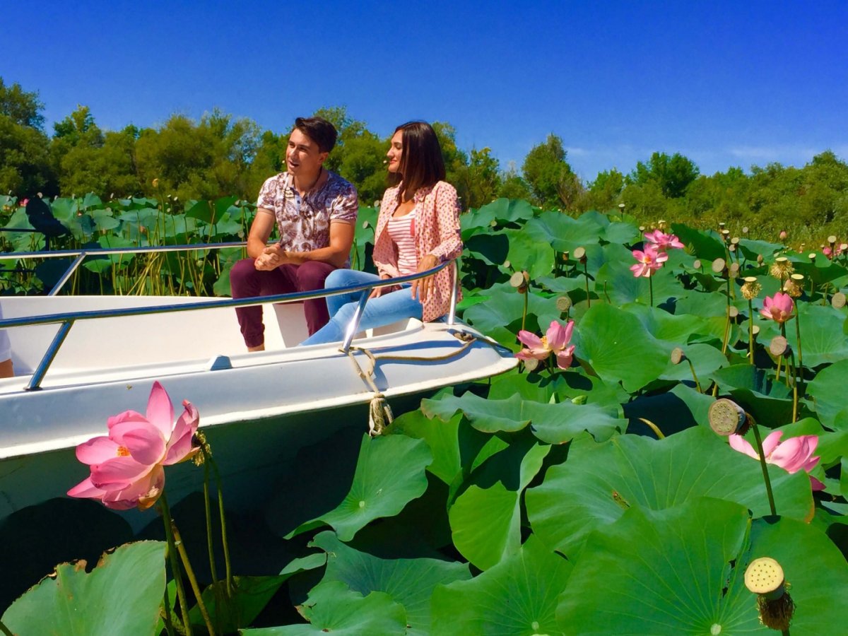 Лотосовые поля Астрахань