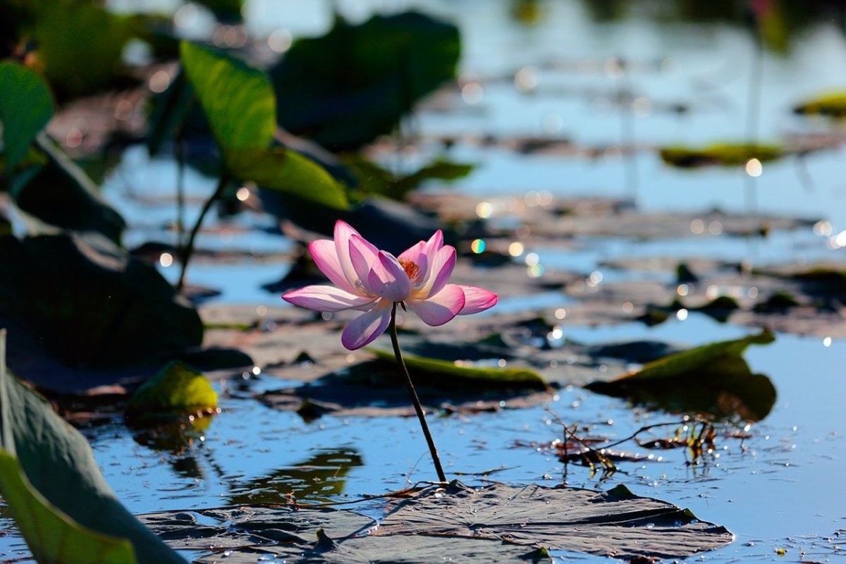 Озеро лотосов Астрахань