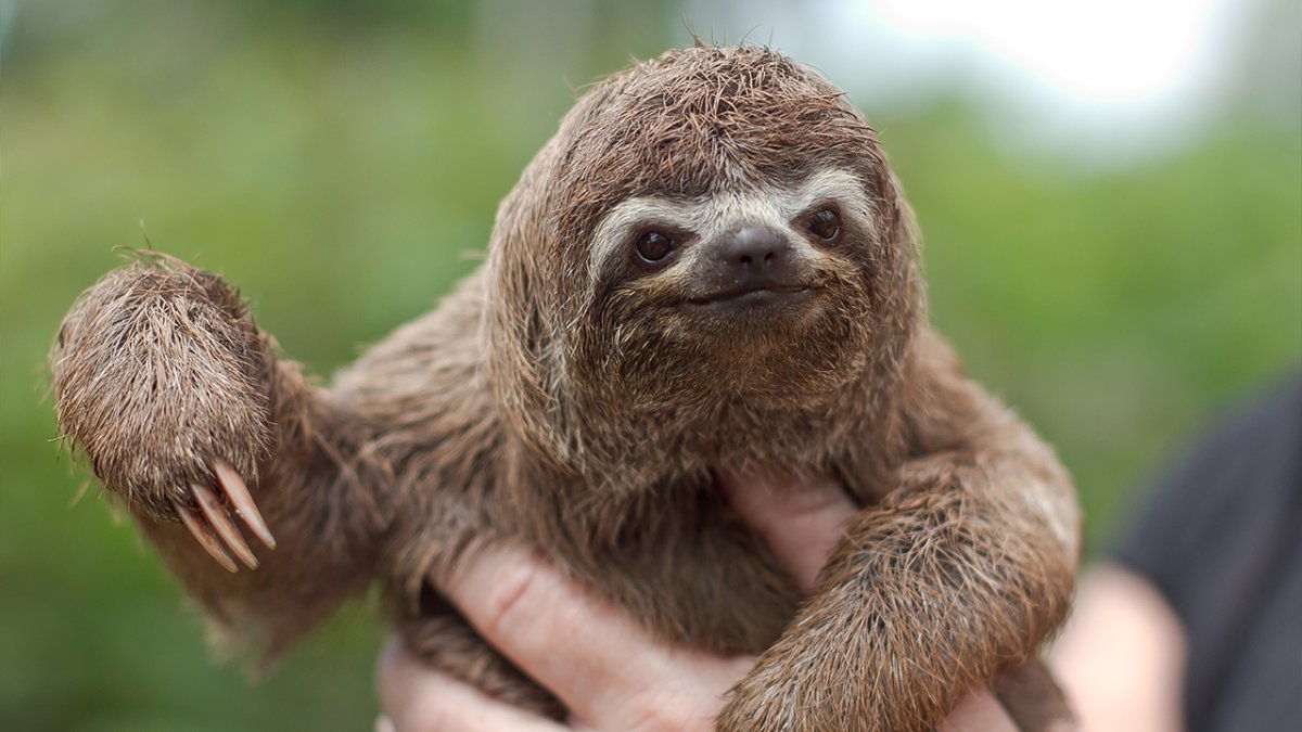 Ленивец карикатура