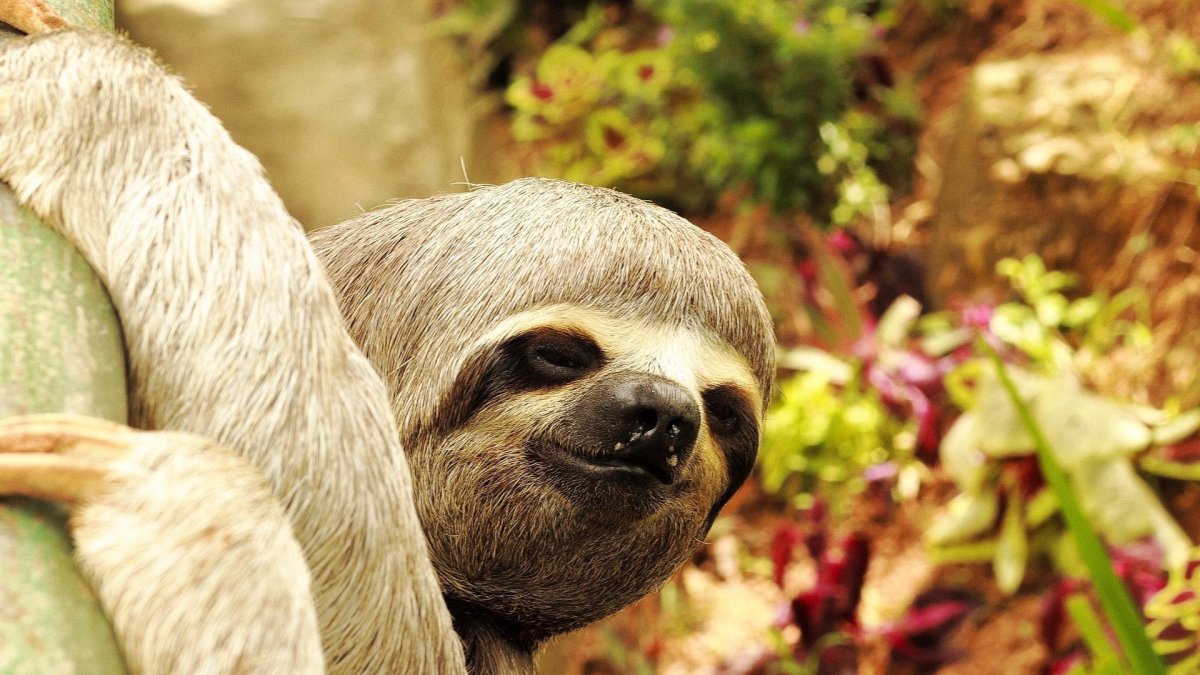 Карликовый трехпалый Ленивец