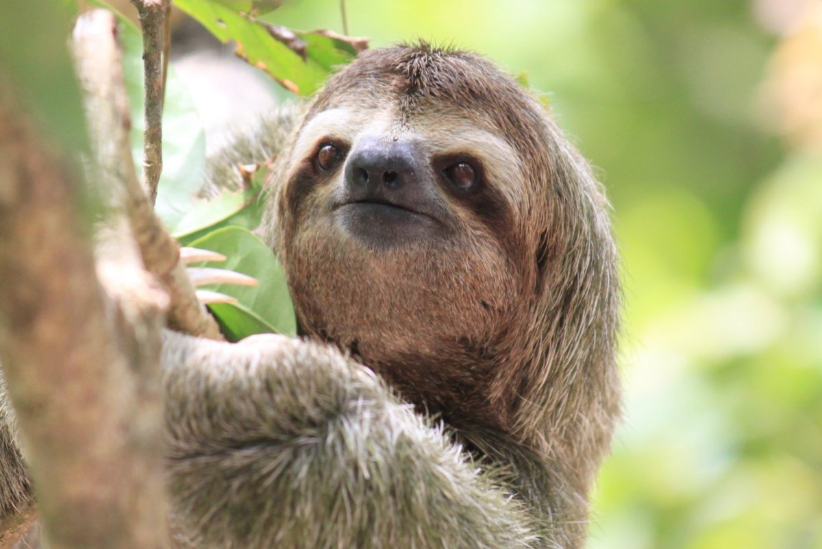 Трехпалый Ленивец