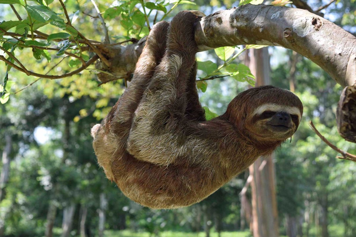 Радостный Ленивец