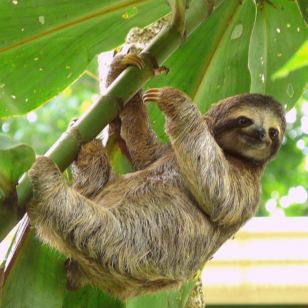 Милые мультяшные ленивцы