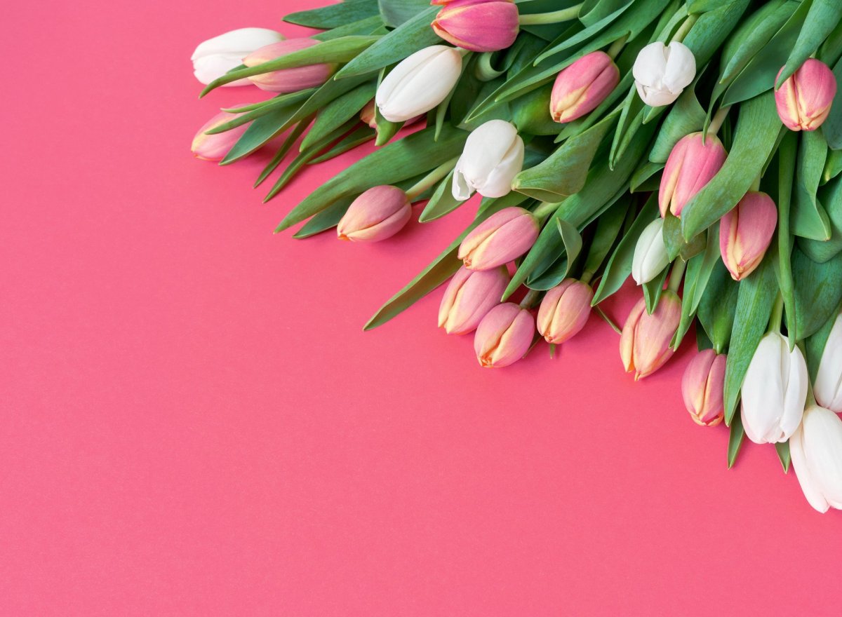 Букет тюльпанов на розовом фоне