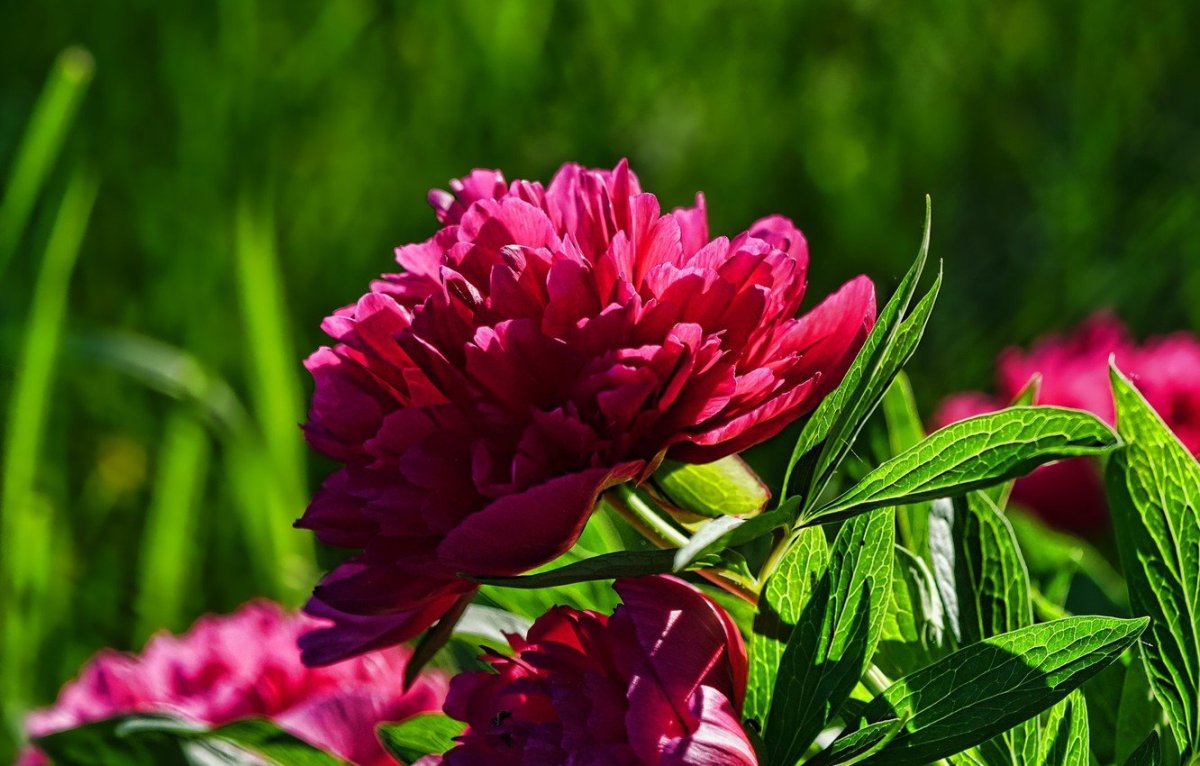 Весенние цветы пионы