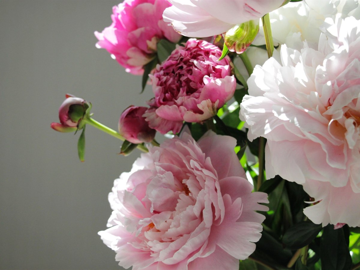 Пион Жан фон Бевезен