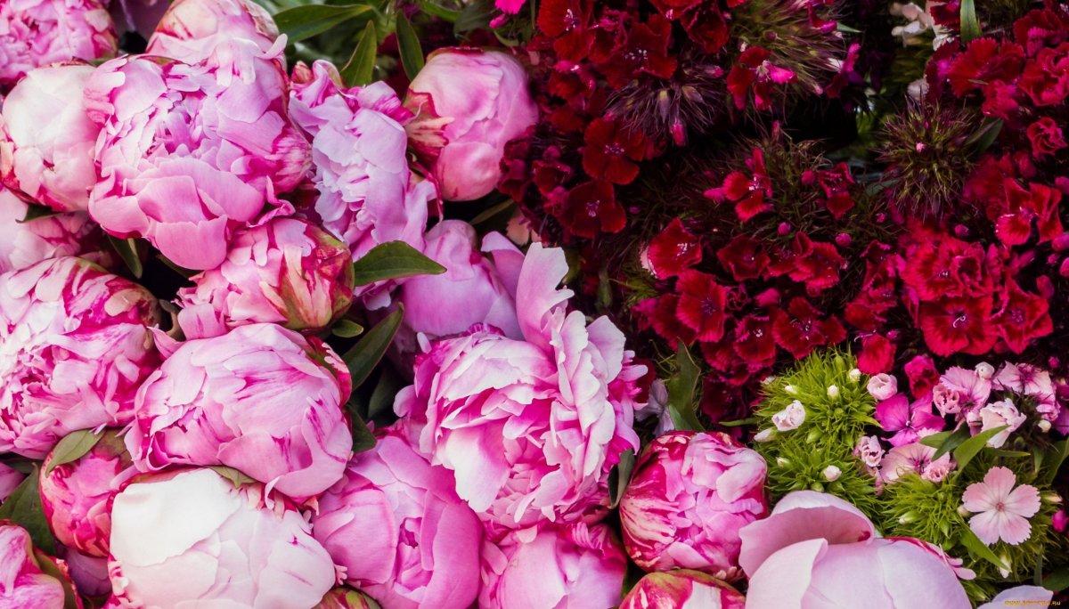 Заставка на рабочий стол пионы