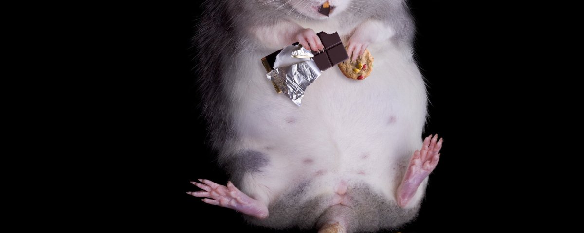 Мышь объелась