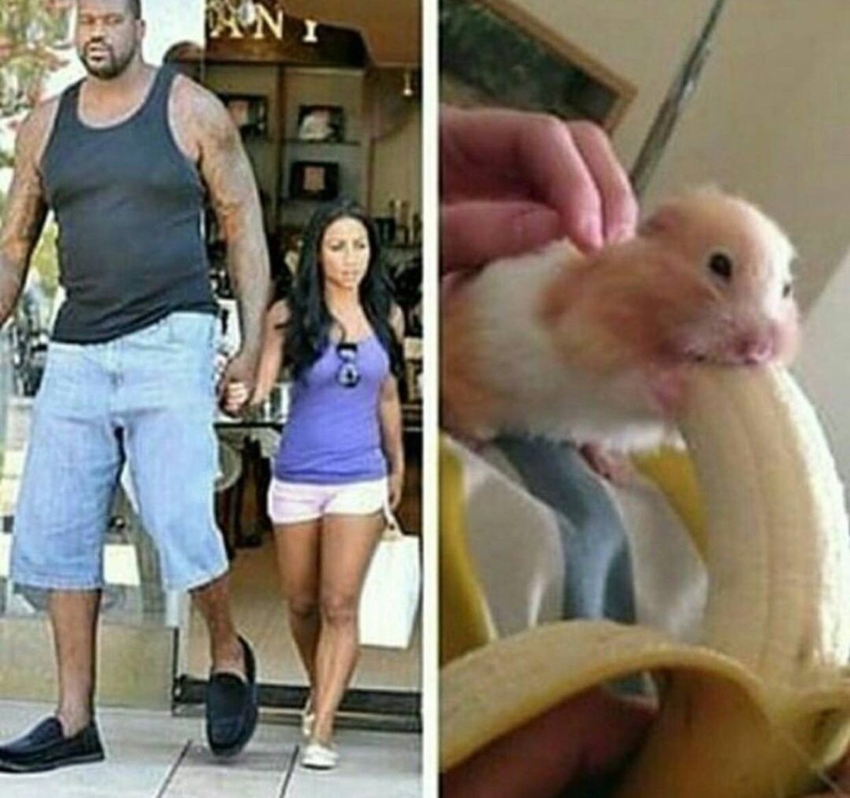 Девушка хомяк