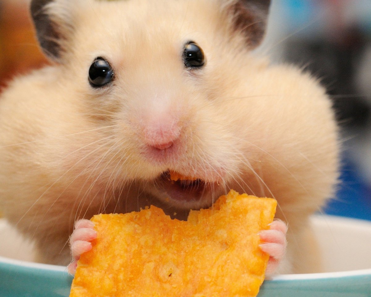 Жирные хомячки