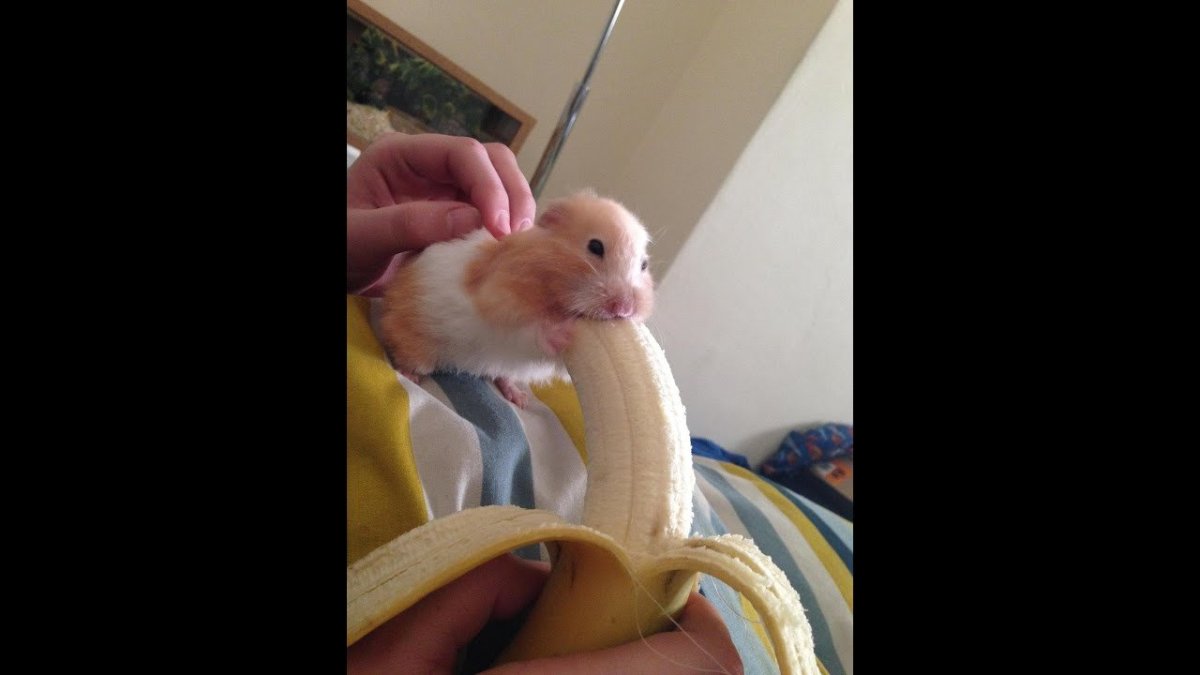 Хомяк с ножиком