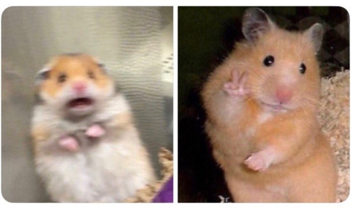 Мем с хомячком и бананом