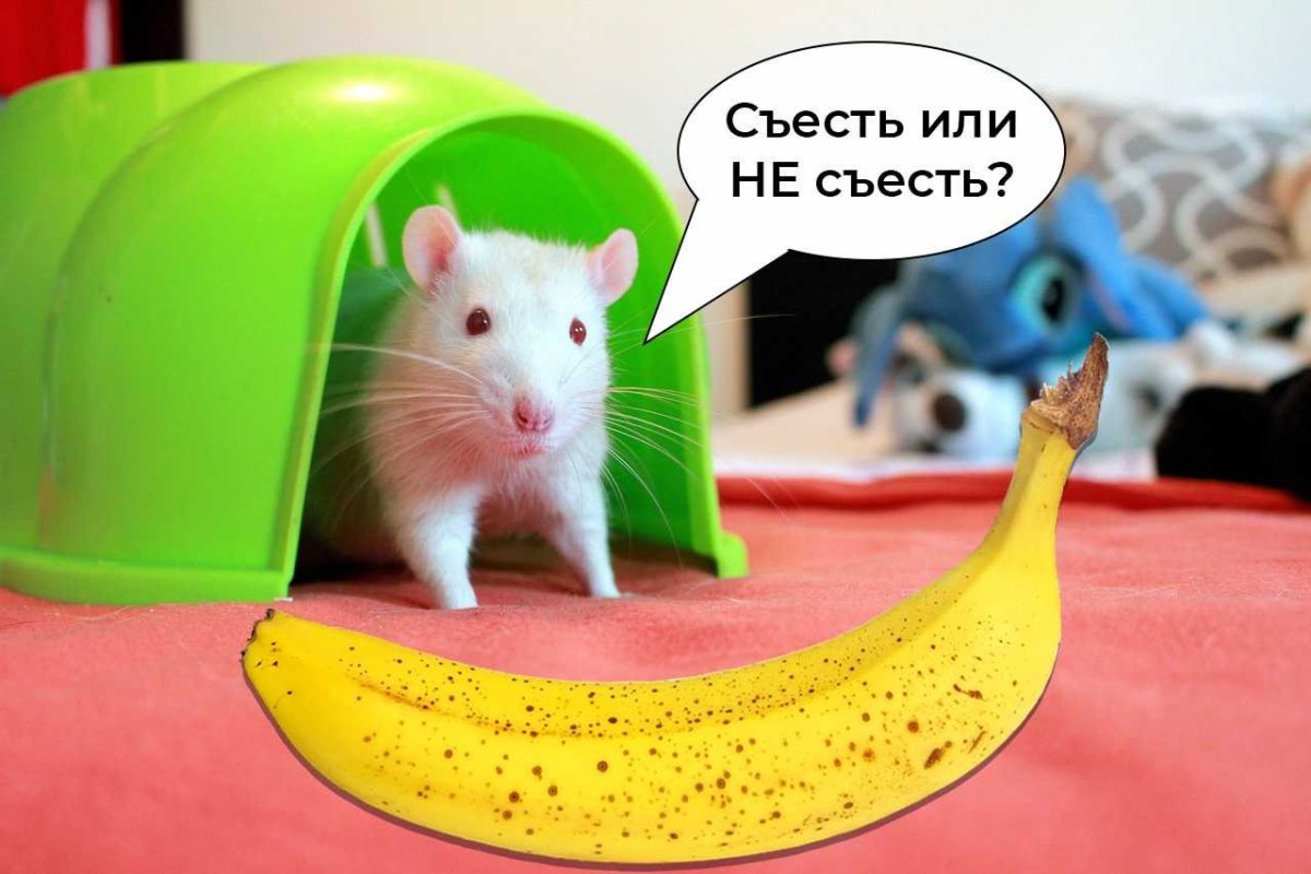 Что едят хомяки