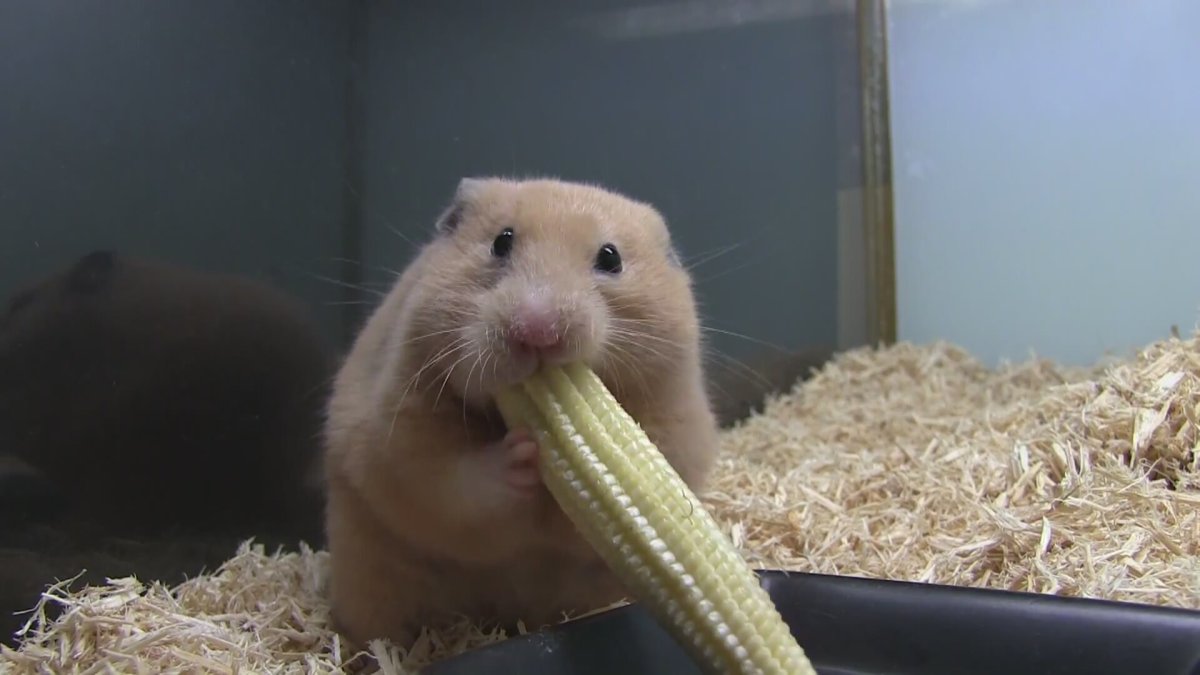 Что едят хомяки