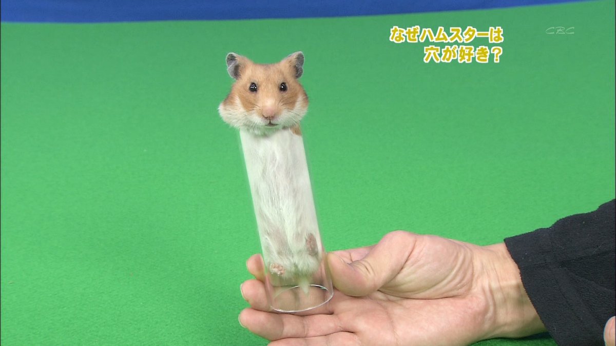 Стройный хомяк