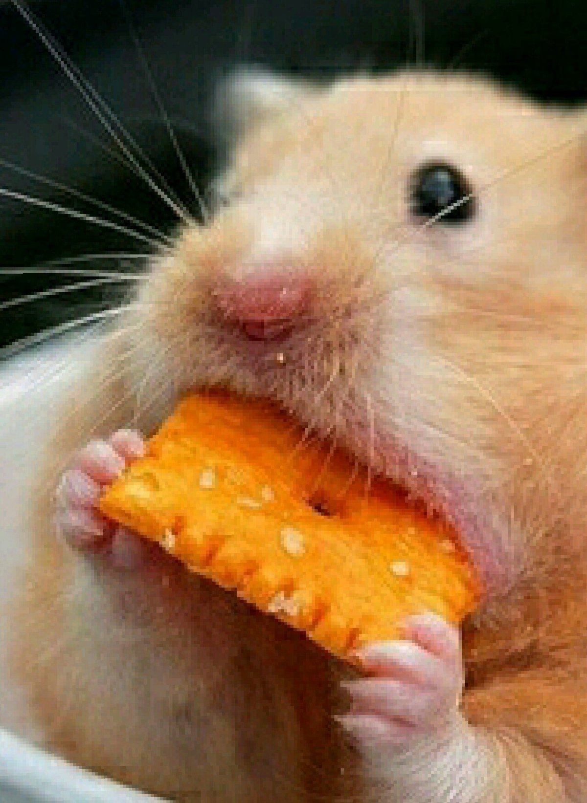 Хомяк с бананом во рту