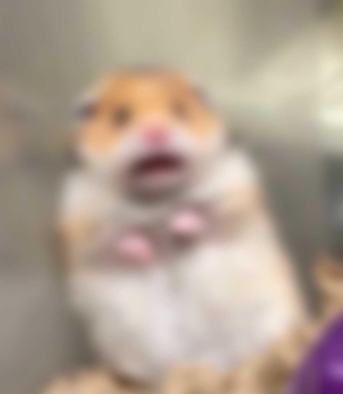 Прикольный хомяк