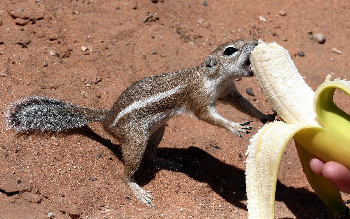 Хомяк набил щеки