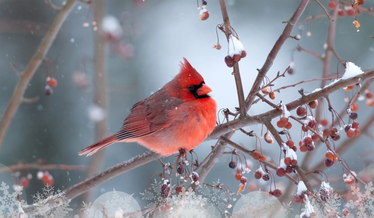 Красный Кардинал и рябина