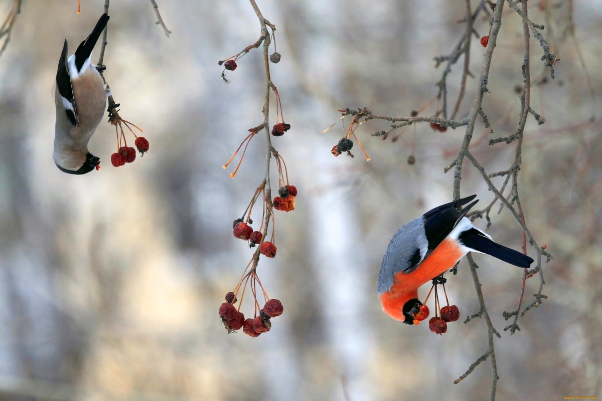 Снегири зимой