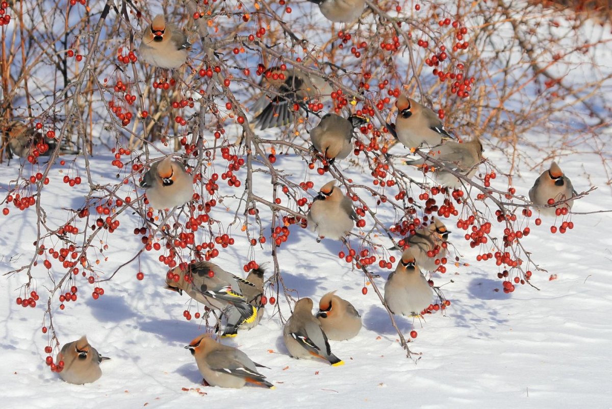 Птицы в саду зимой