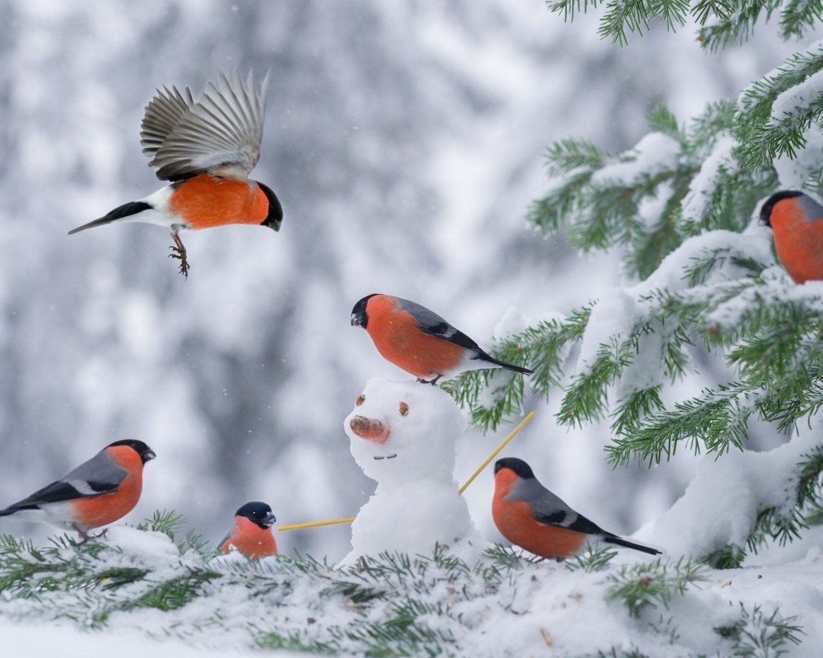 Птицы на снегу