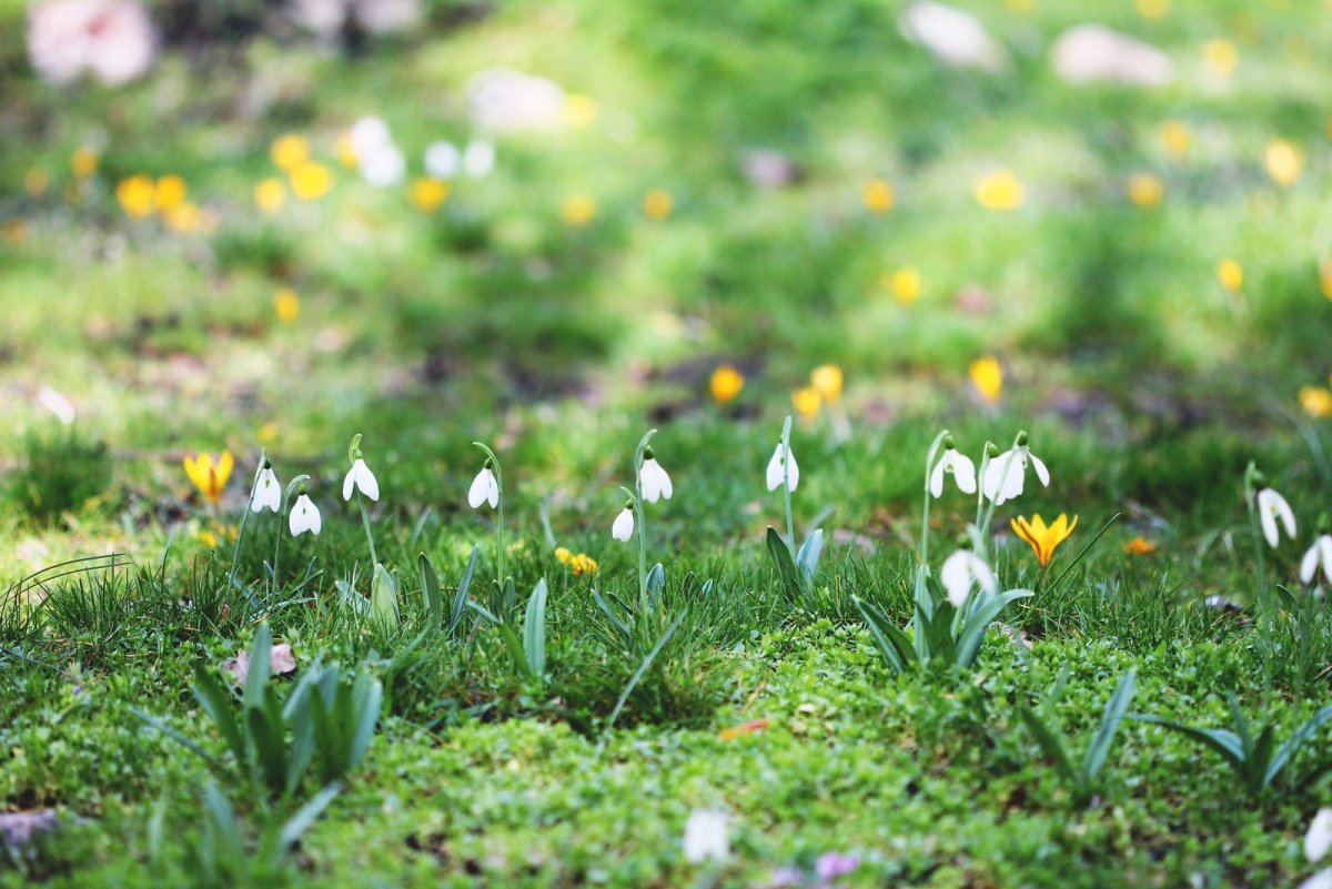 Пролески поле