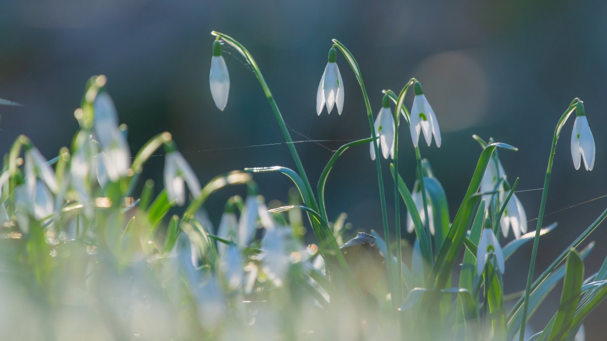 Подснежник прямолистный