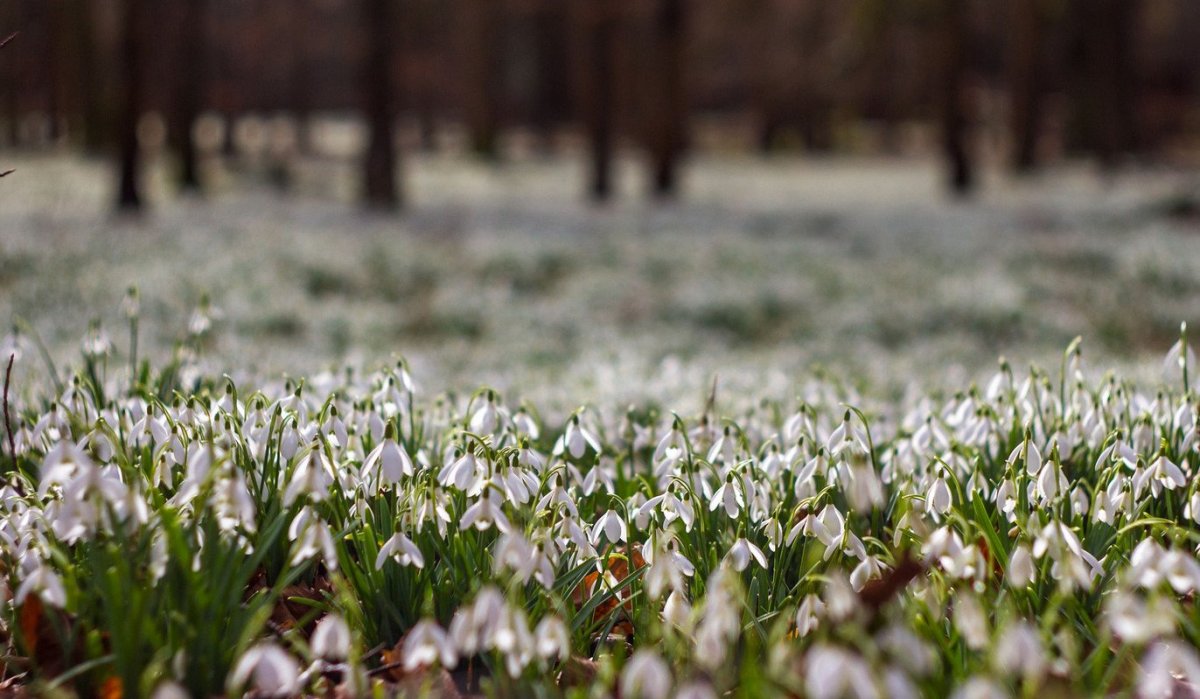 Поляна подснежников