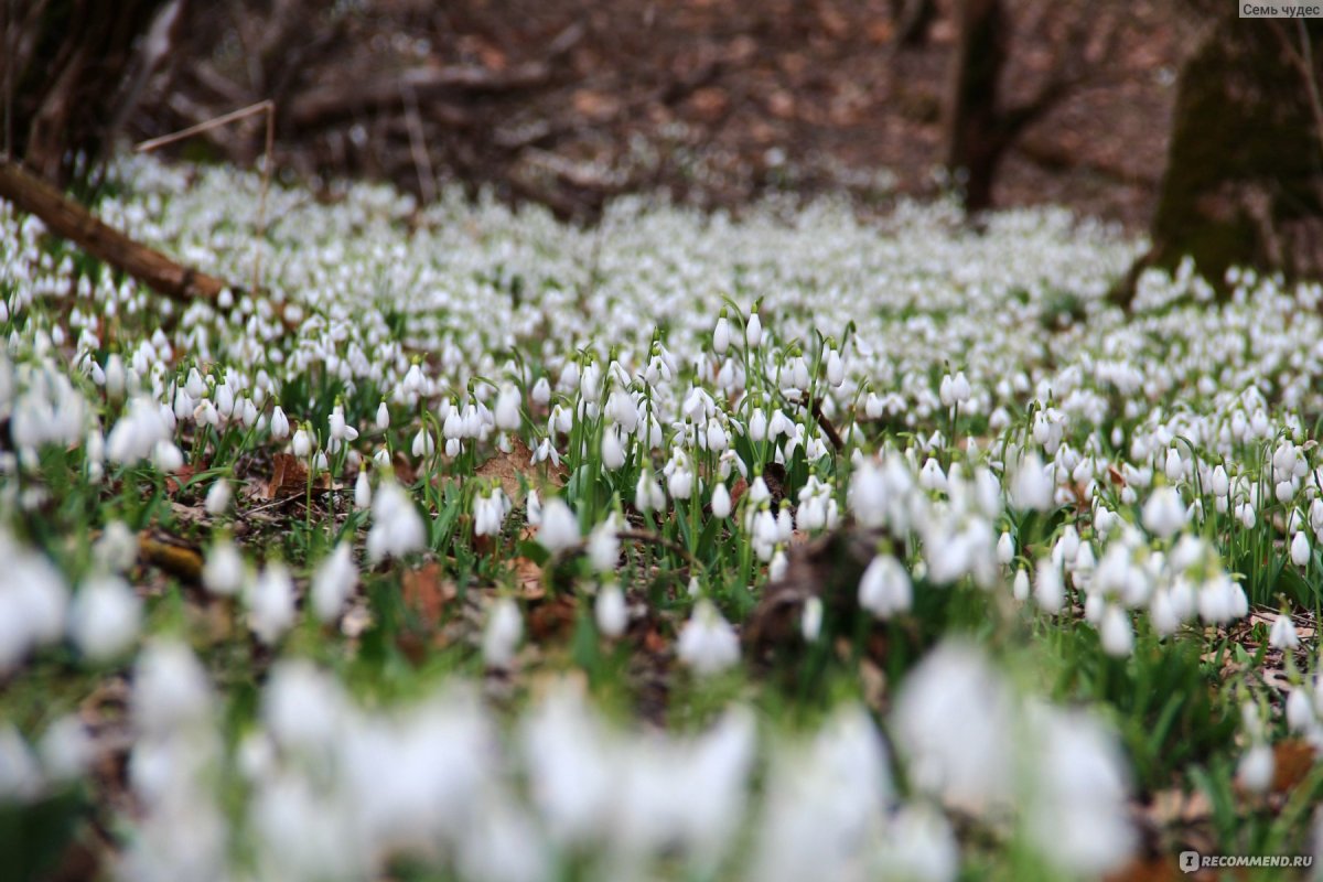 Поляна подснежников в снегу