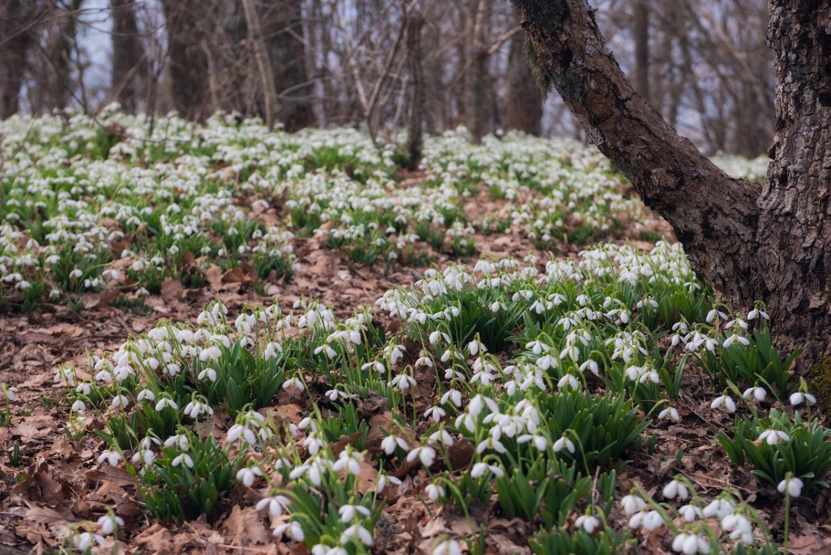Подснежники, Ландыши, примулы