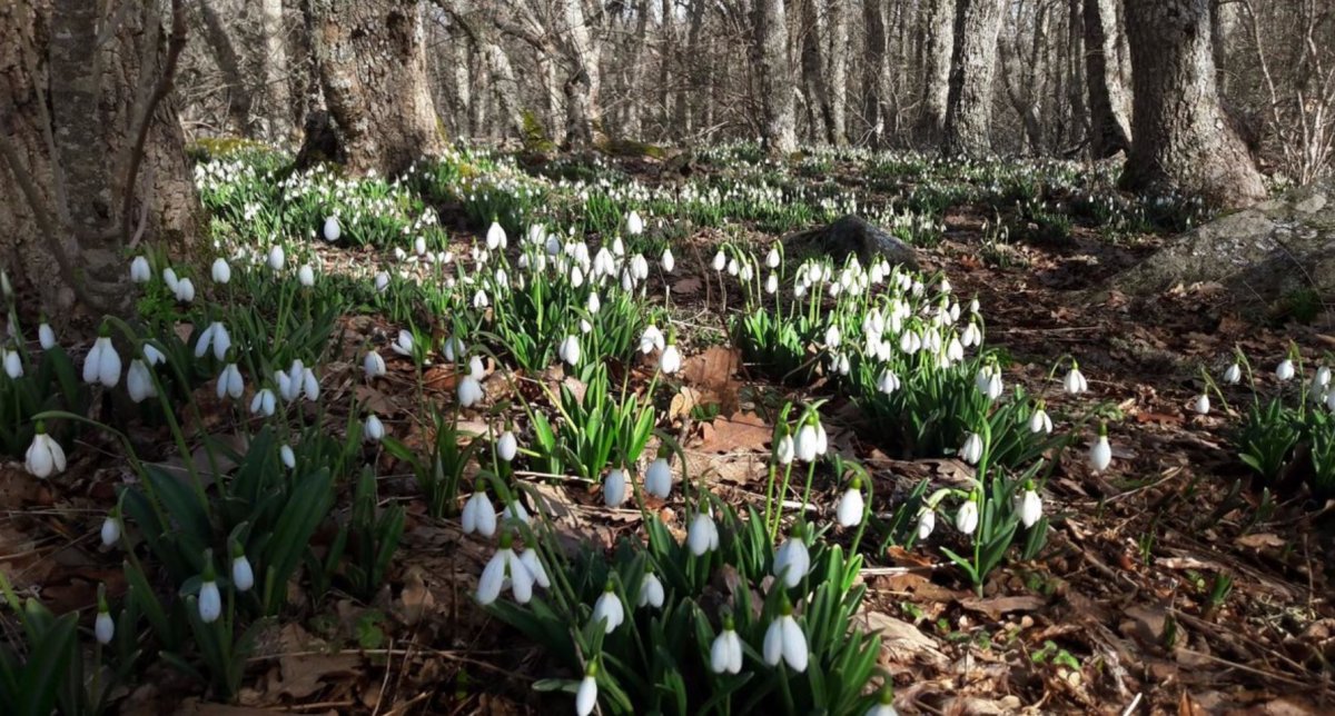 Подснежники на Аюдаге 2020