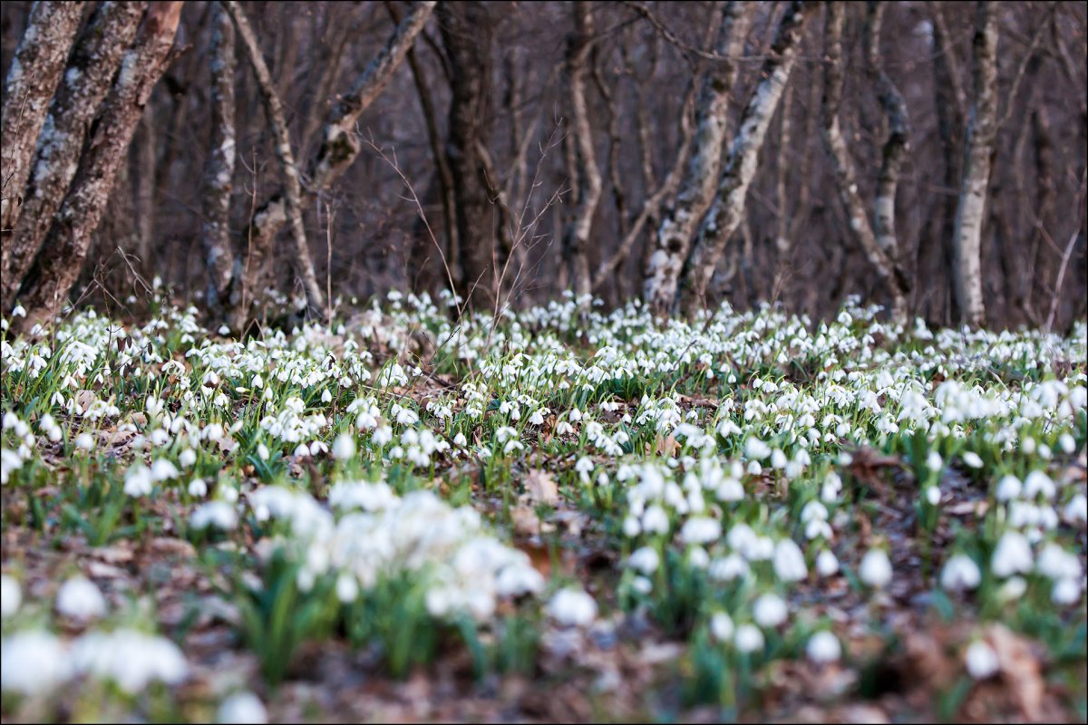 Утро солнце подснежники