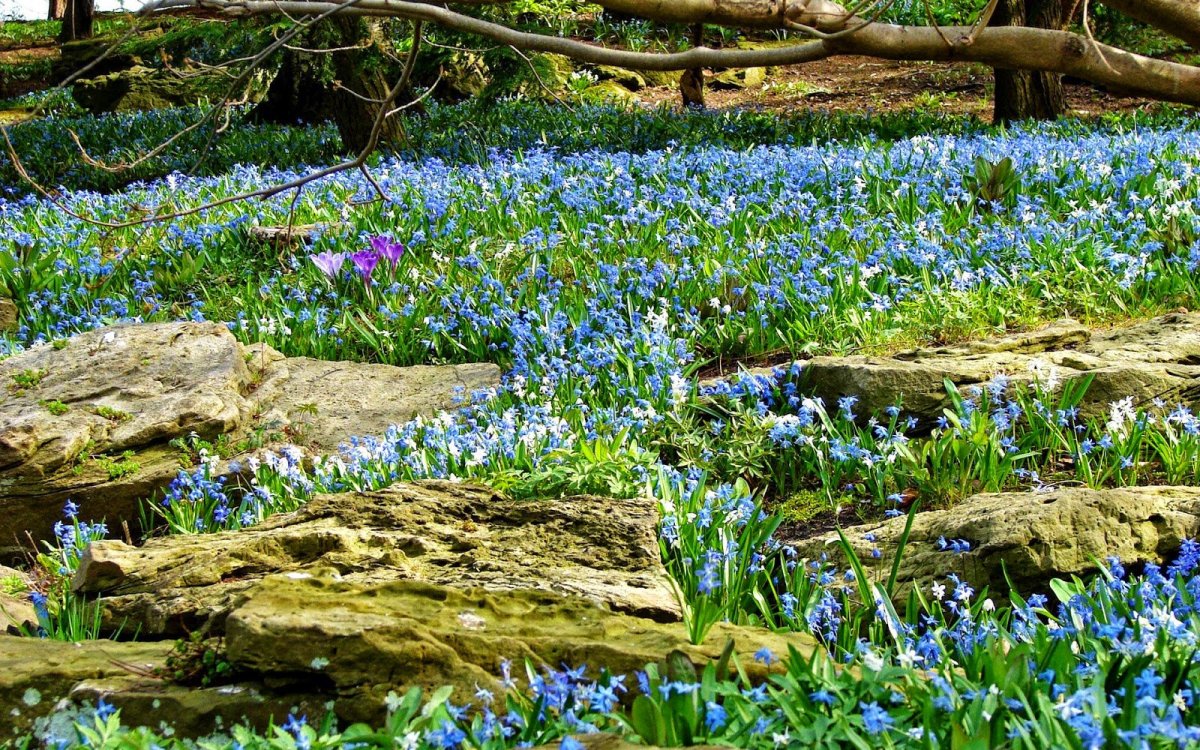 Первоцветы Крыма примула