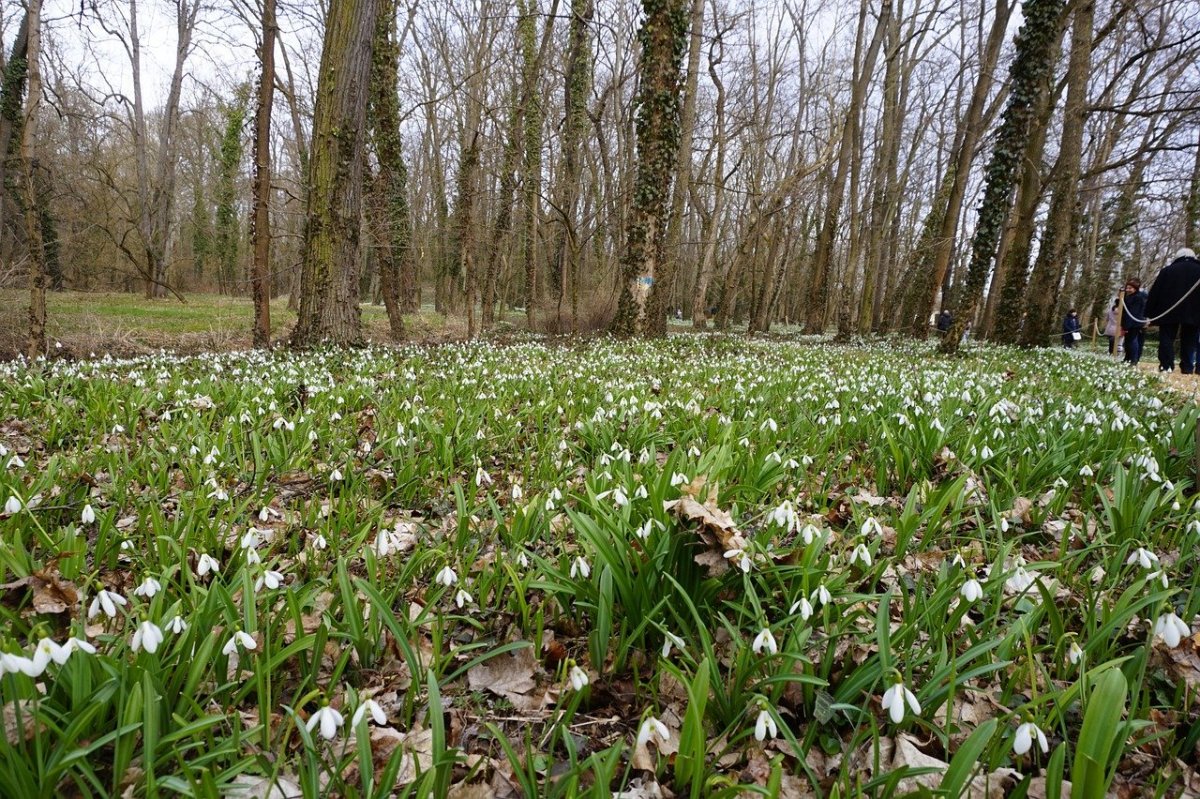 Лесной Ландыш пролеска