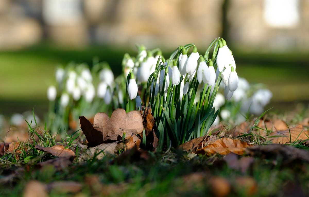 Поляна цветущей пролески