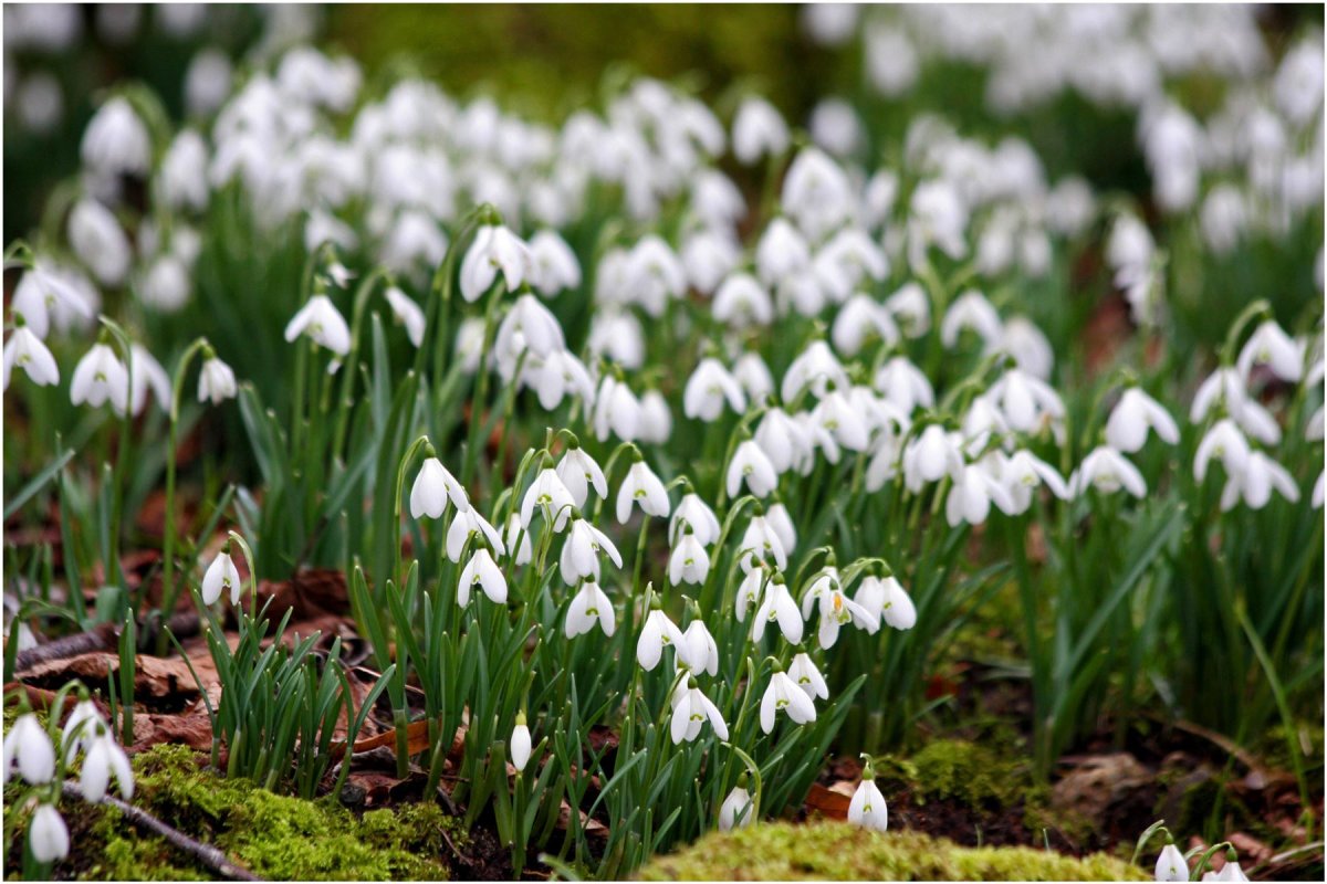 Весна в лесу