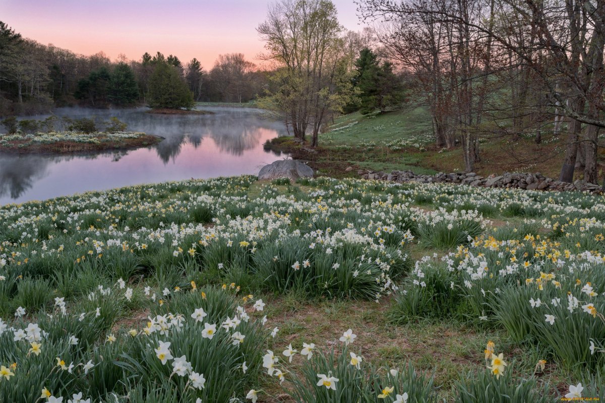 Фото подснежники в солнечную погоду
