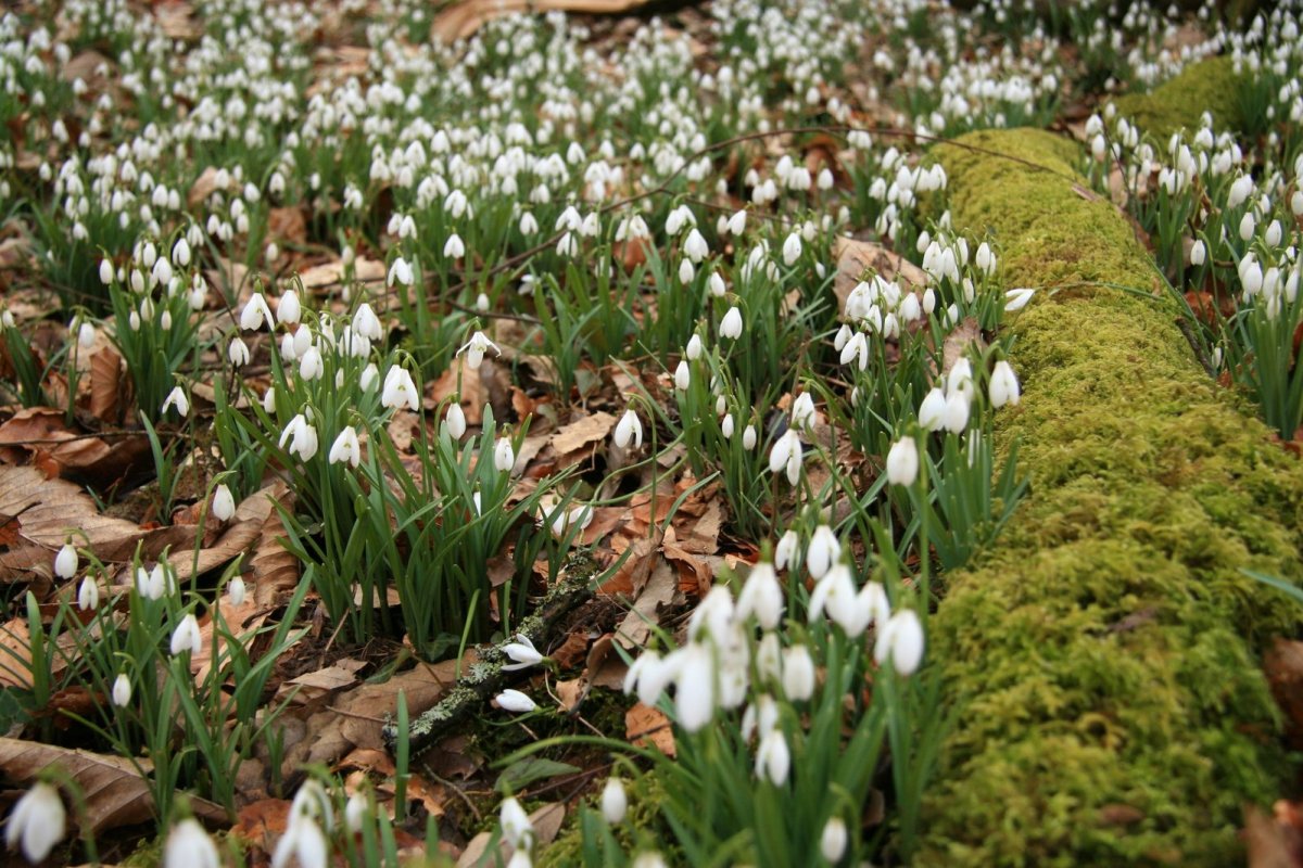 Покрытосеменные растения