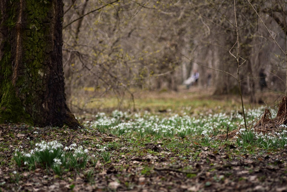 Подснежники панорама
