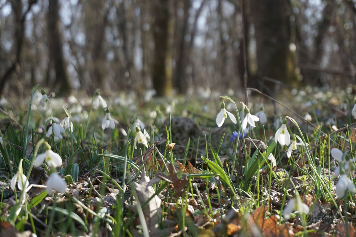 Пролески Поляна
