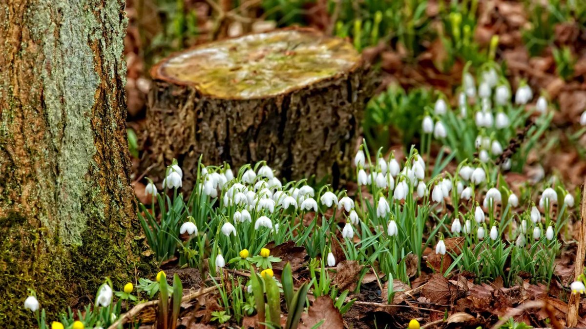 Пролеска Поляна