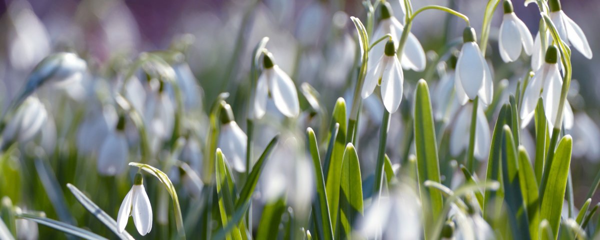 Пролески Поляна