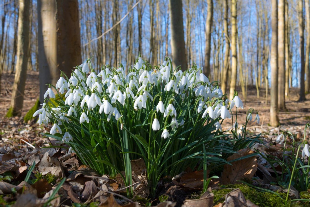Поле подснежников в лесу