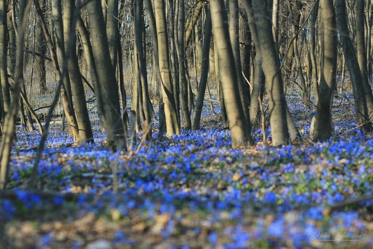 Девушка с подснежниками