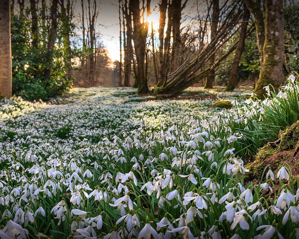 Подснежник Галантус голубой